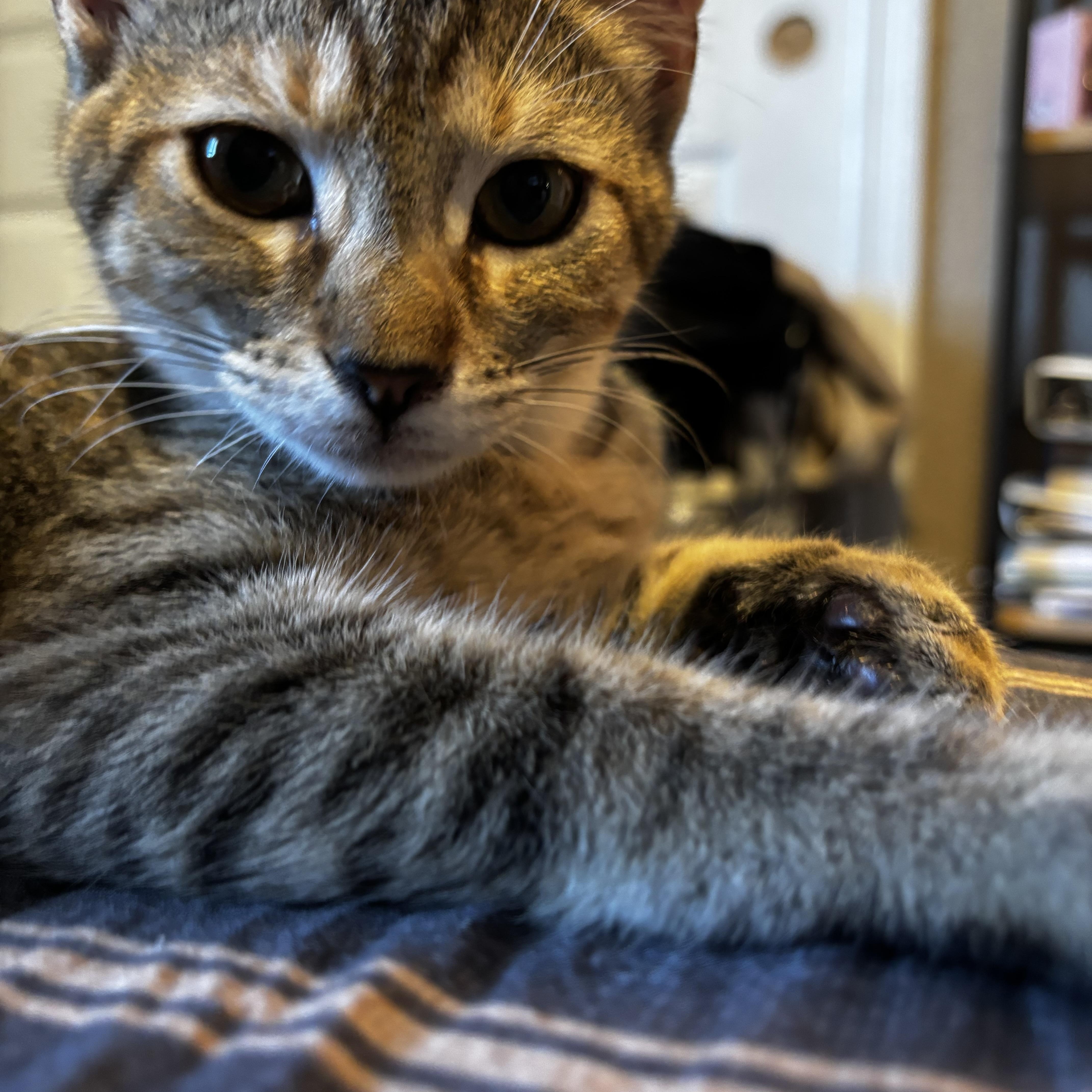 Lillian INDOOR ONLY thumbnail 5