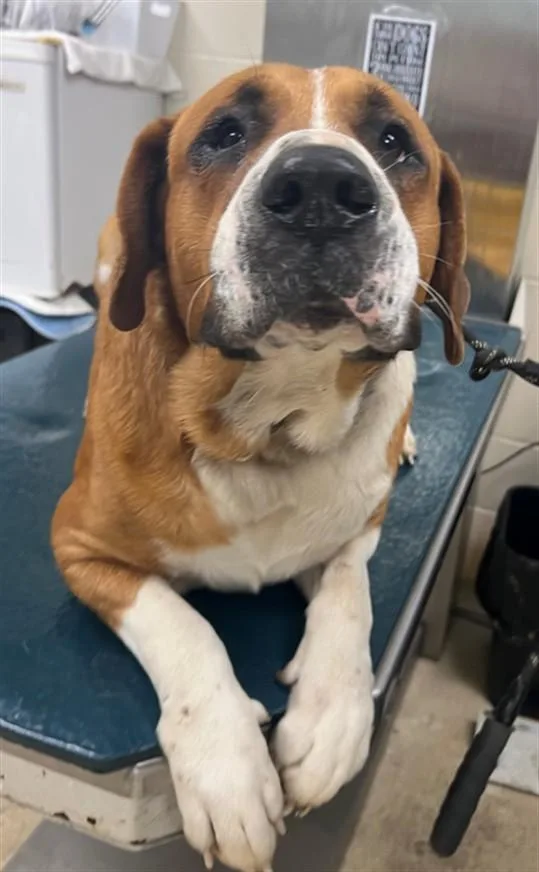 A young large-sized male Saint Bernard dog named Buster for adoption in Mobile, AL