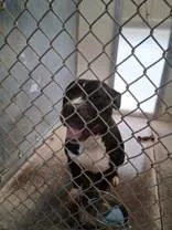 A young medium-sized male Black Pit Bull Terrier dog named Jaxon for adoption in Moline, IL