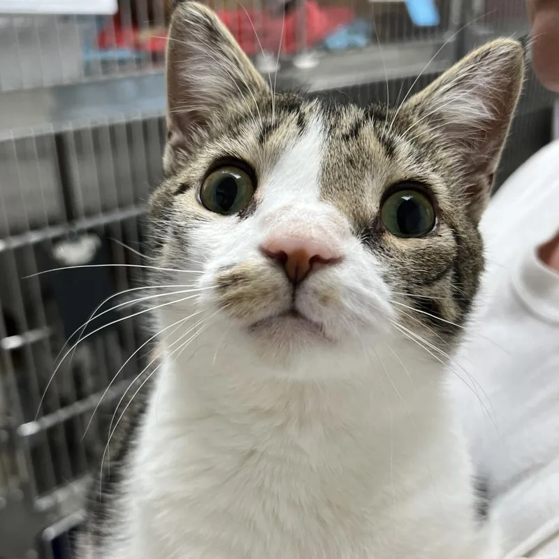 An adult medium-sized male White Domestic Short Hair cat named Dewey for adoption in La Grange, KY