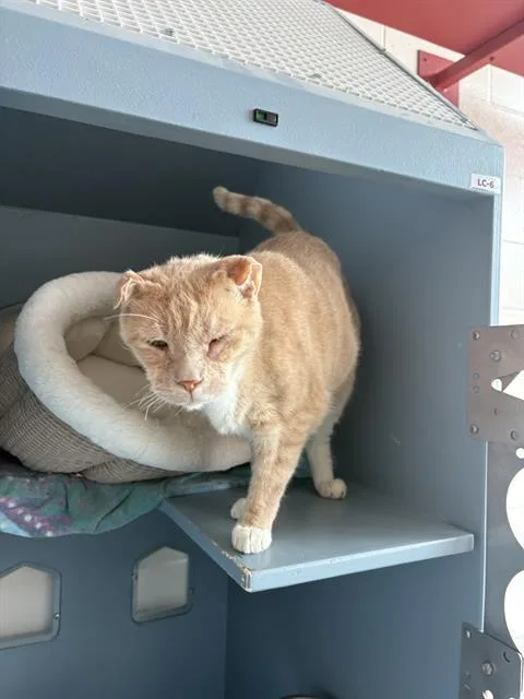 A senior medium-sized male Domestic Short Hair cat named Spunky for adoption in Boston, MA