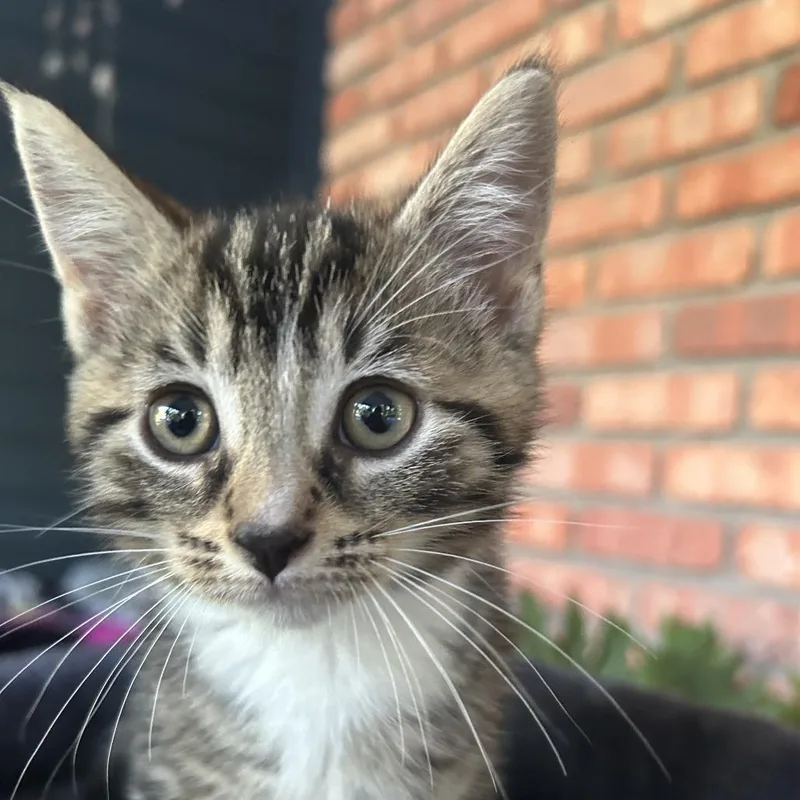 A baby small-sized female Brown / Chocolate Domestic Short Hair cat named Max for adoption in Carmel, IN