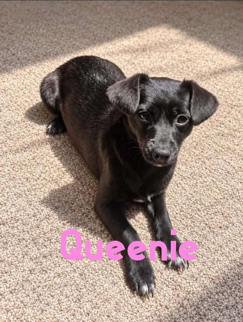 A young small-sized female Chihuahua dog named Queenie for adoption in Toms River, NJ