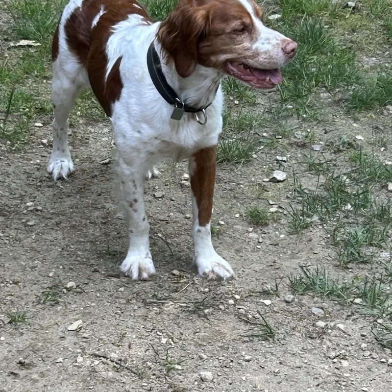 An adult medium-sized male Red / Chestnut / Orange Brittany Spaniel dog named Bodhi for adoption in Marion, MA