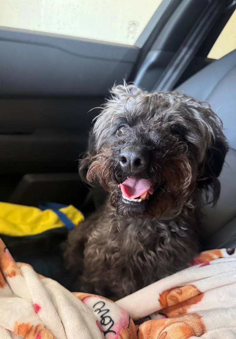A young small-sized male Miniature Poodle dog named Loki for adoption in Belington, WV