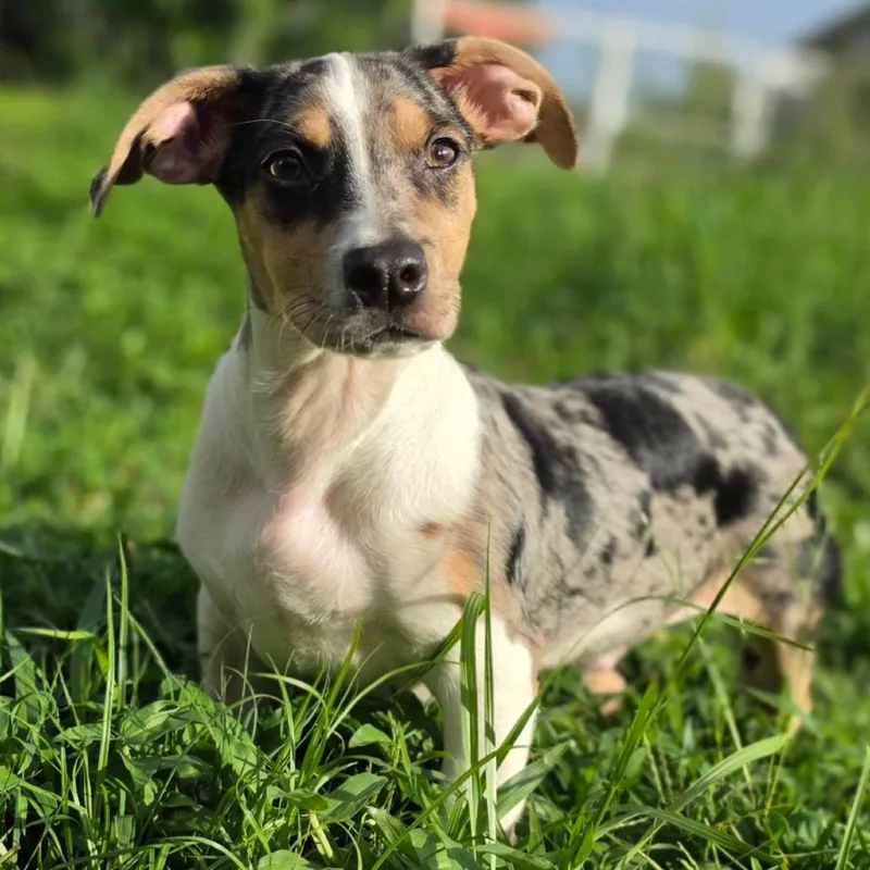 A baby small-sized male Gray / Blue / Silver Rat Terrier dog named Sweet Pea for adoption in Kissimmee, FL