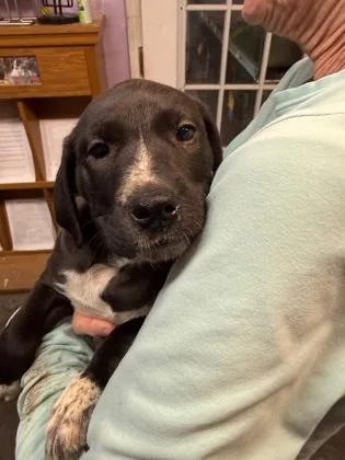 A baby small-sized female Mixed Breed dog named Floatie for adoption in West Chester, PA