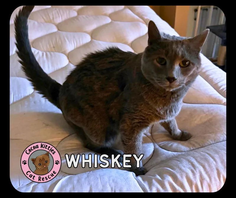A senior large-sized male Domestic Short Hair cat named Whiskey for adoption in Hershey, PA