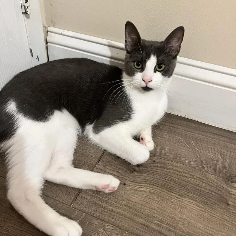 An adult small-sized male Gray / Blue / Silver Domestic Short Hair cat named Aang for adoption in Howard beach, NY