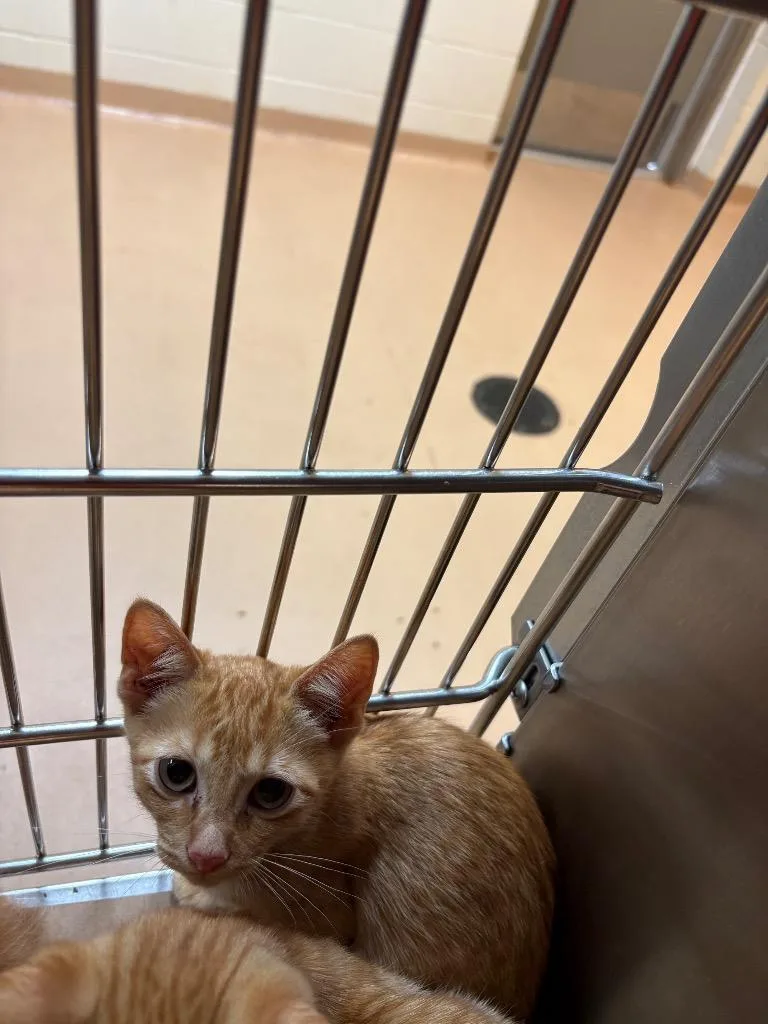 A baby medium-sized male Tabby cat named Lover Boy for adoption in Nacogdoches, TX