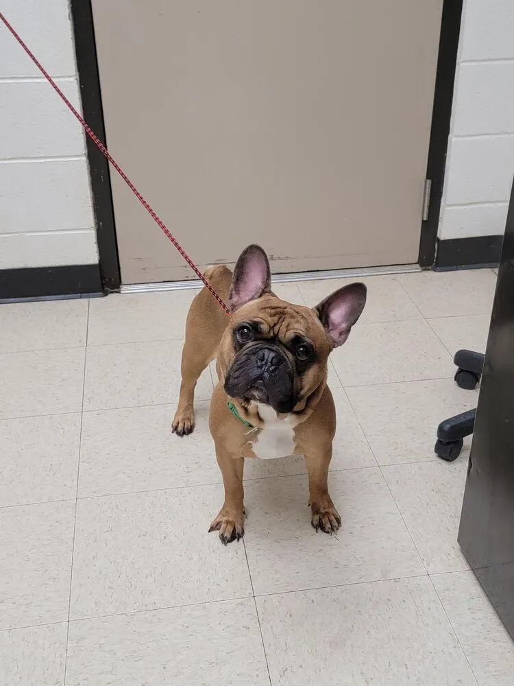 An adult medium-sized male French Bulldog dog named Maverick for adoption in Mooresville, NC