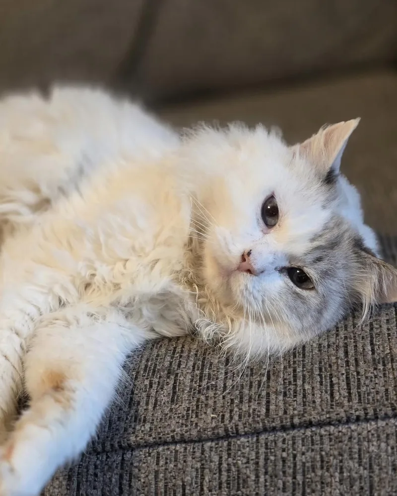Simba thumbnail 2