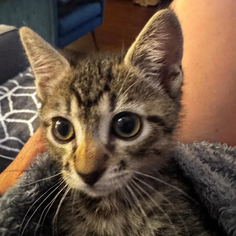 A baby small-sized male Gray / Blue / Silver Domestic Short Hair cat named Mojave for adoption in Los Angeles, CA