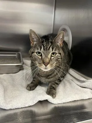 An adult small-sized male Domestic Short Hair cat named Maze for adoption in Scotia, NY