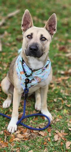 A young medium-sized female German Shepherd Dog dog named Angel for adoption in Baytown, TX