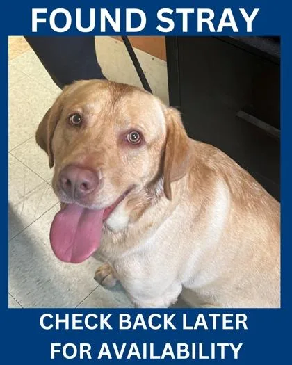 An adult large-sized male Labrador Retriever dog named Philbman for adoption in Hamilton, NJ