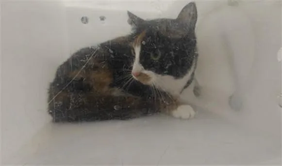 An adult small-sized female Domestic Short Hair cat named Gatita for adoption in Santa Fe, NM