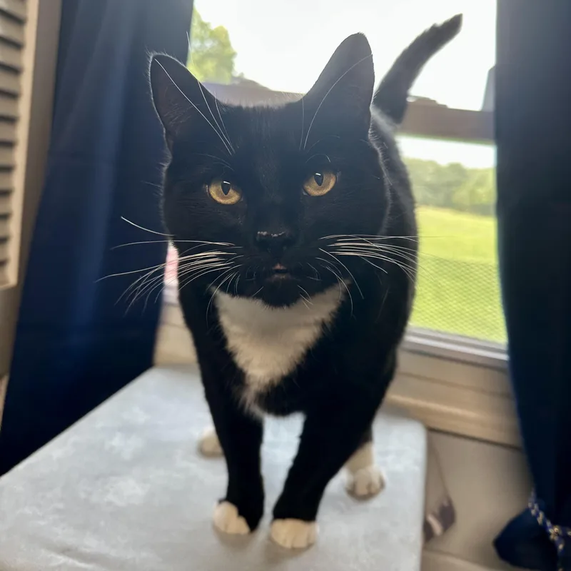 A young extra large-sized male Black & White / Tuxedo Domestic Short Hair cat named Poe for adoption in Exeter, RI