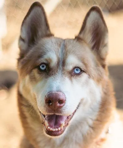 An adult medium-sized male Husky dog named Foxtrot for adoption in Encinitas, CA