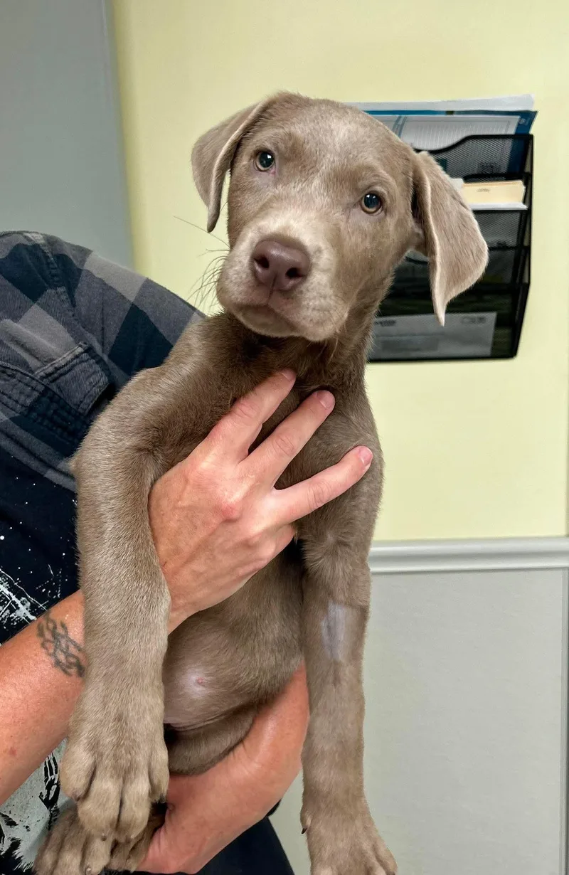 A young large-sized male Gray / Blue / Silver Labrador Retriever dog named Zazu for adoption in New Philadelphia, OH