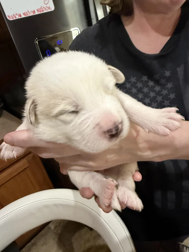 A baby large-sized male Great Pyrenees dog named Buzz HTX for adoption in Quinlan, TX