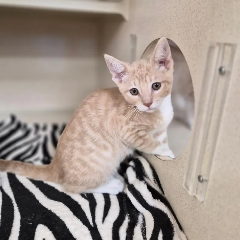 A baby small-sized male Buff / Tan / Fawn Domestic Short Hair cat named Ernie for adoption in Woodstock, IL