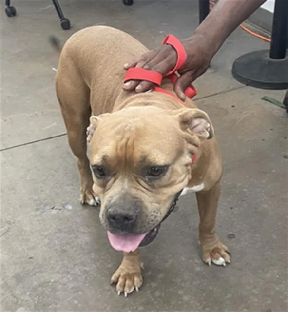 An adult large-sized female Mixed Breed dog named Chyrish for adoption in Dallas, TX