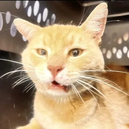 A young large-sized male Domestic Short Hair cat named Sunburst for adoption in Burlington, WA