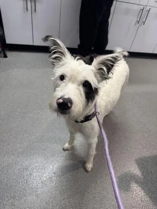 An adult medium-sized female Mixed Breed dog named Lucky for adoption in West Chester, PA