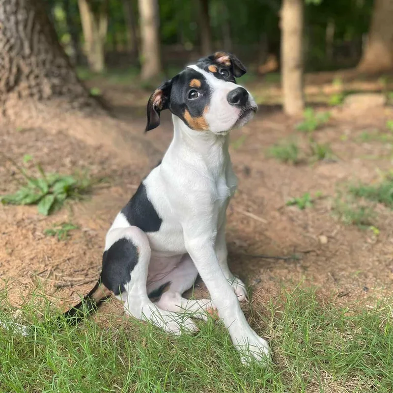 A baby medium-sized female Black Hound dog named Laverne for adoption in Rock Hill, SC