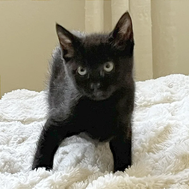A baby small-sized male Black Domestic Short Hair cat named Felix for adoption in Pleasant Hill, CA