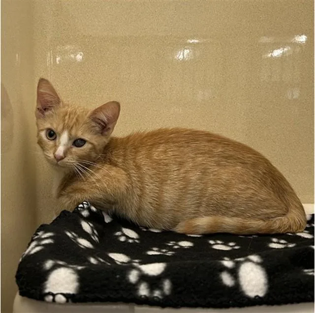A baby small-sized male Domestic Short Hair cat named Barricade for adoption in Lincolnton, NC