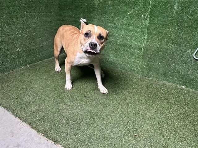 An adult large-sized female Pit Bull Terrier dog named Gladys for adoption in Lancaster, CA