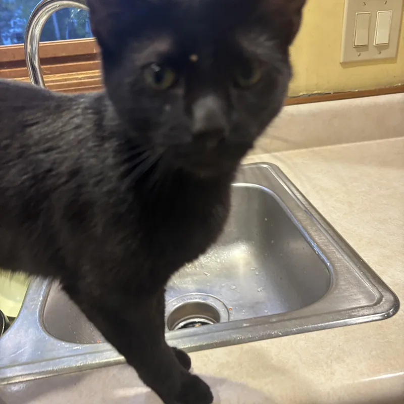 A baby medium-sized female Black Domestic Short Hair cat named Mollie for adoption in Melrose, MA