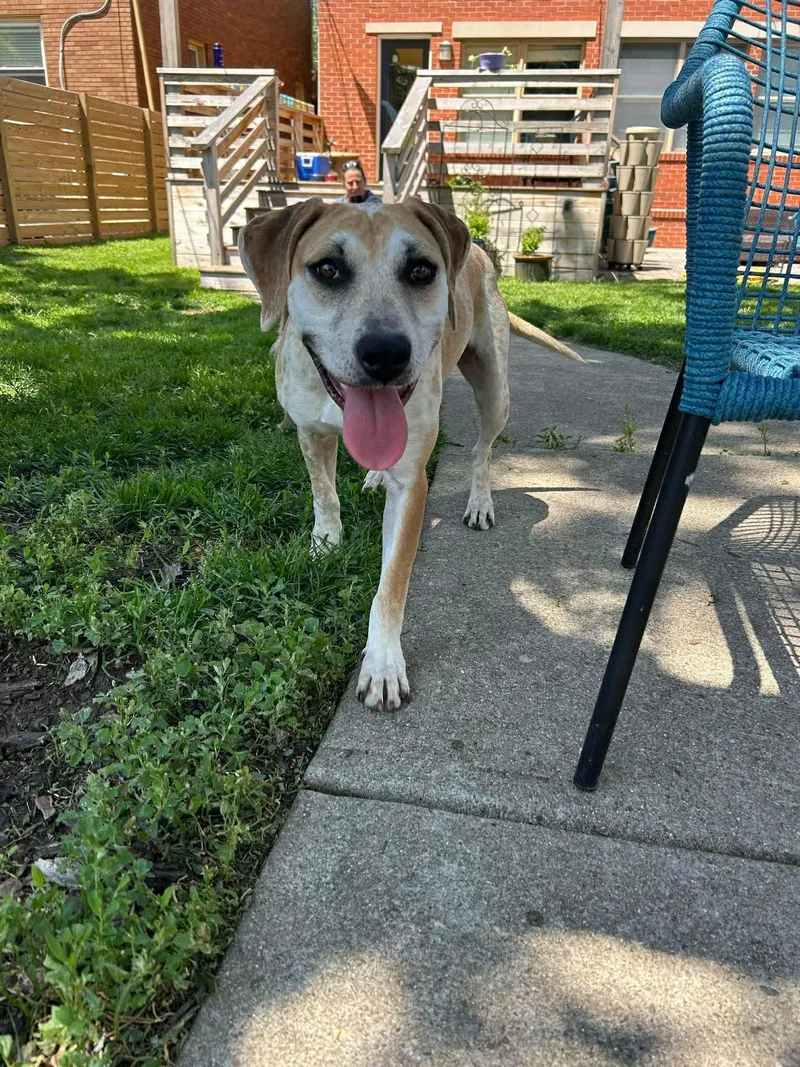 An adult medium-sized female Hound dog named Ellia for adoption in Germantown, OH