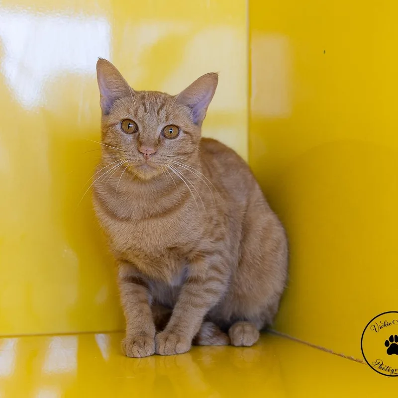 An adult medium-sized female Domestic Short Hair cat named Kellie for adoption in Abilene, TX