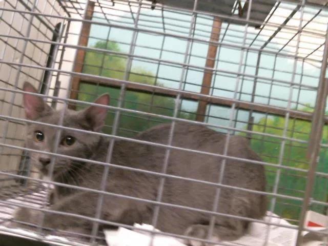 A baby small-sized male Domestic Short Hair cat named Zephyr for adoption in Houston, TX