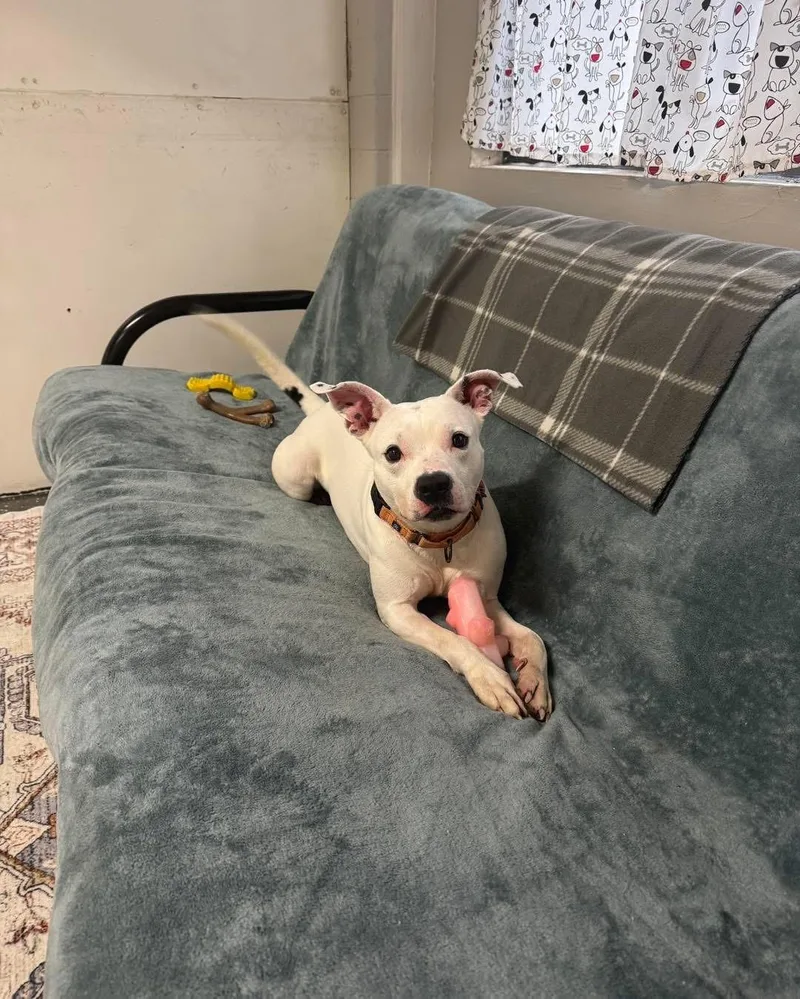 An adult medium-sized male Pit Bull Terrier dog named Ghost for adoption in Youngstown, OH