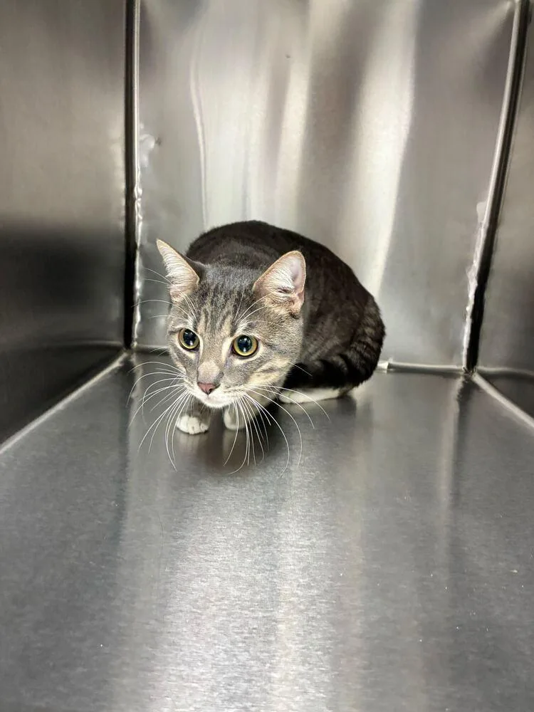 A young medium-sized male Black Domestic Short Hair cat named Mr Whiskers for adoption in Marietta, GA