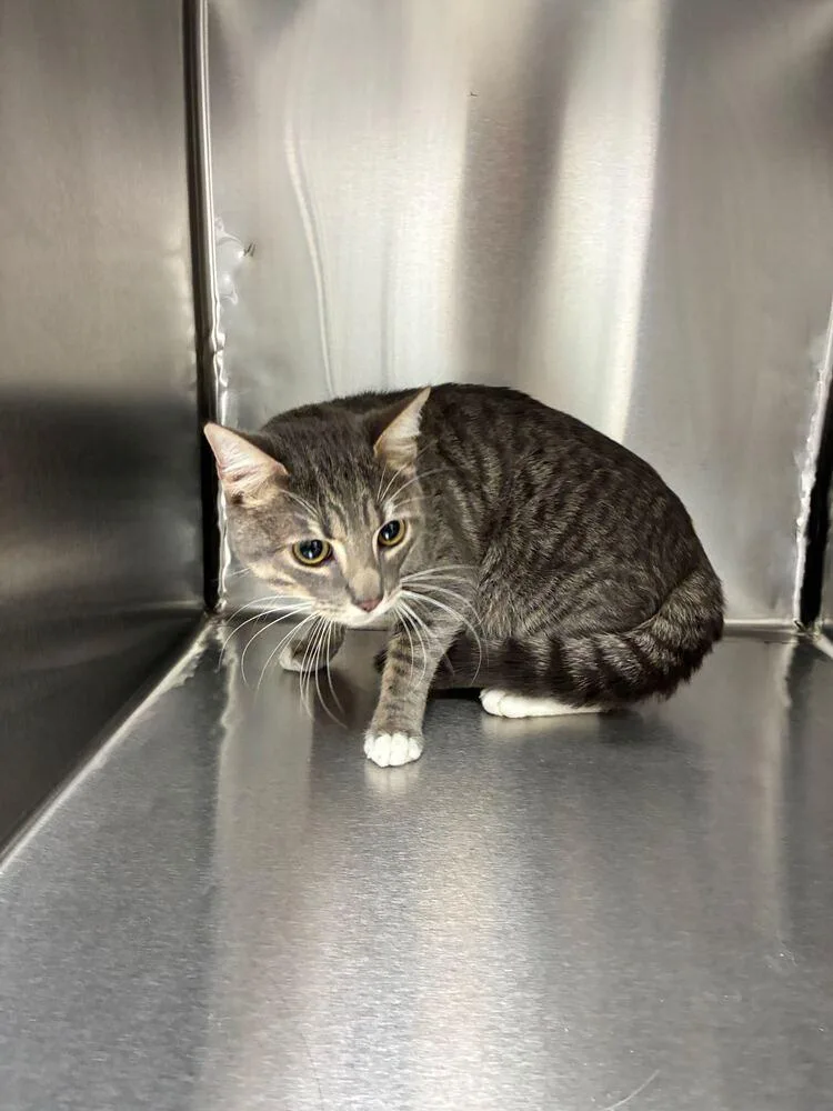 Mr Whiskers thumbnail 2