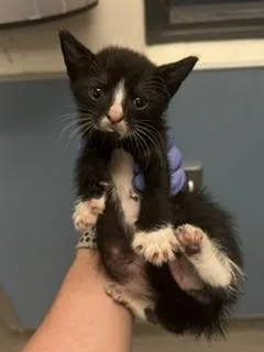 A baby small-sized male Domestic Short Hair cat named Errol for adoption in Miami, FL