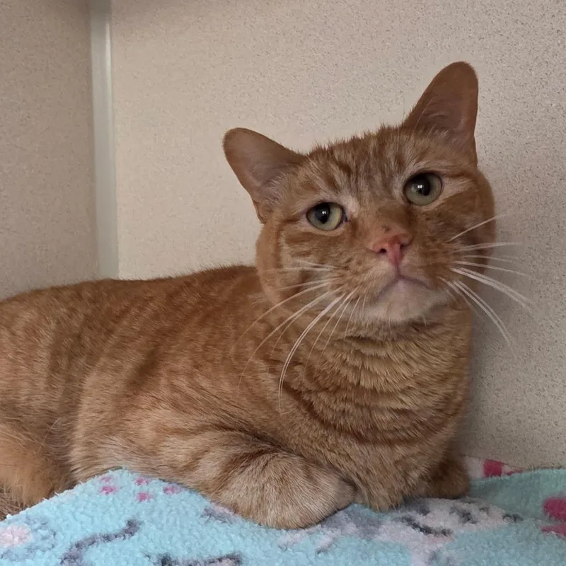 An adult large-sized male Orange / Red Domestic Short Hair cat named Tucker for adoption in Great Falls, MT