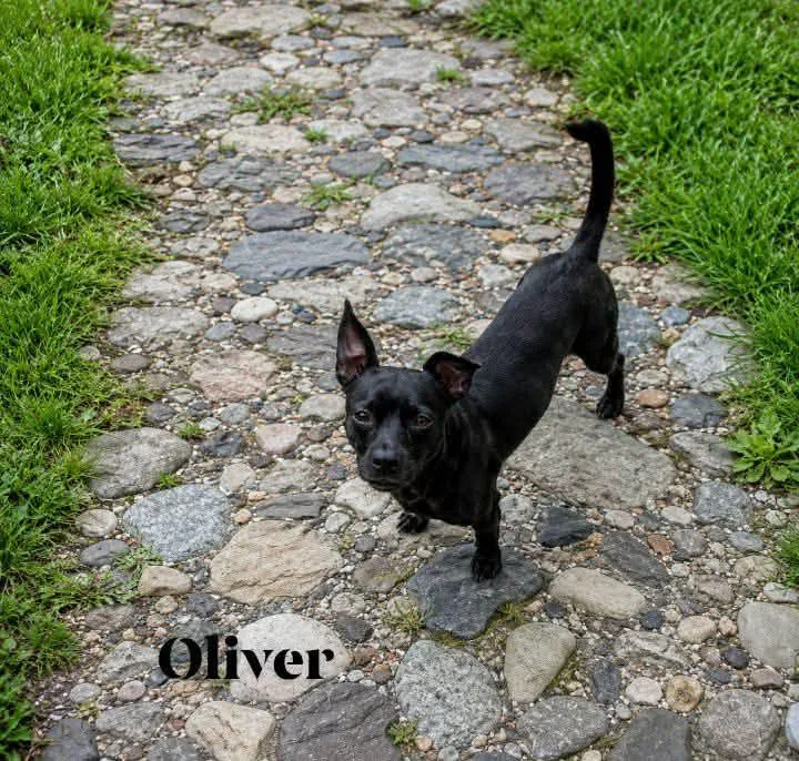 An adult small-sized male Chihuahua dog named Oliver for adoption in Winter haven, FL