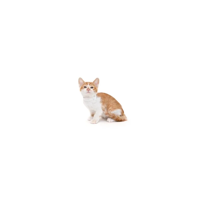 A baby small-sized male Orange / Red Domestic Short Hair cat named Push Pop for adoption in Playa Vista, CA