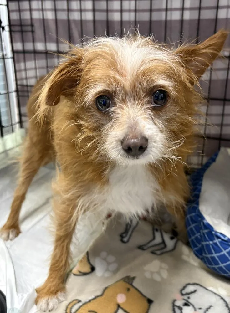 An adult small-sized male Chihuahua dog named Punkin for adoption in Rochester, IN