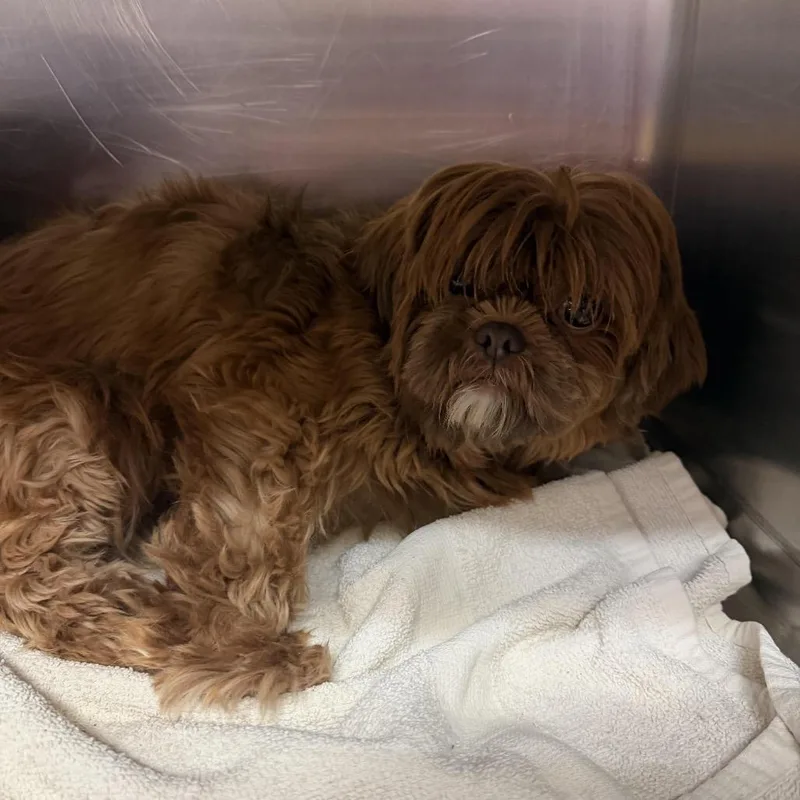 An adult small-sized female Shih Tzu dog named Chok O Lot Jules for adoption in Northbrook, IL