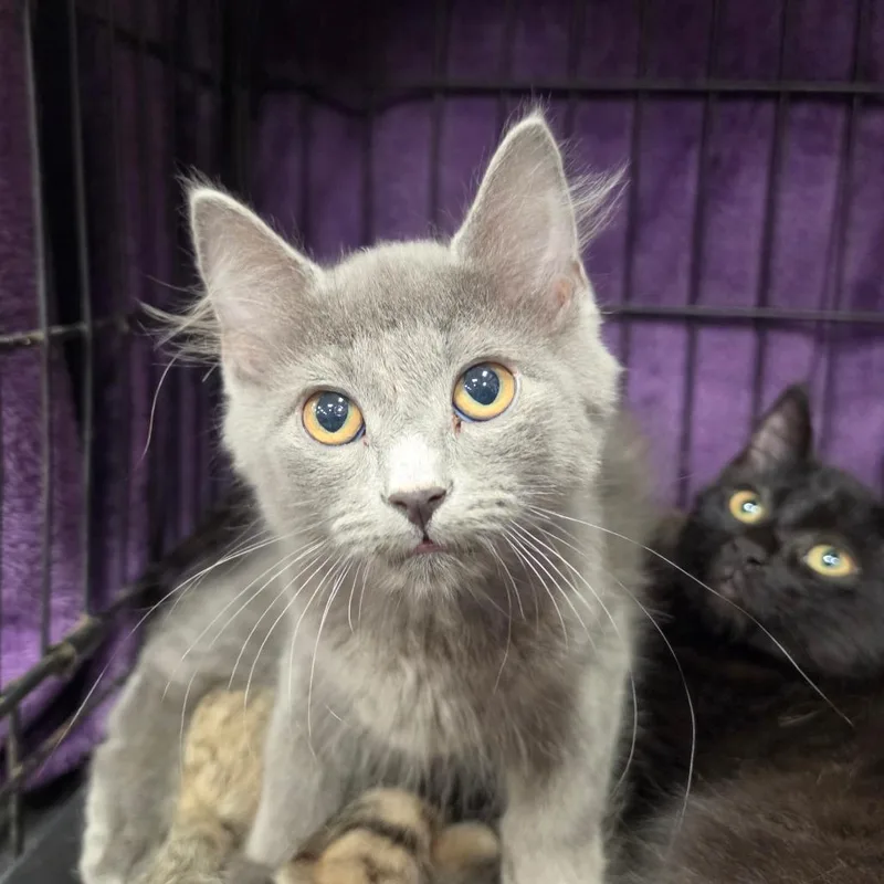A baby small-sized male Gray / Blue / Silver Domestic Medium Hair cat named Toby for adoption in Canton, NC