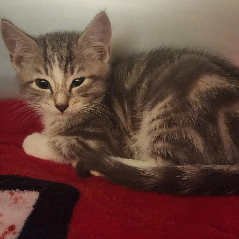 A baby small-sized male Gray / Blue / Silver American Shorthair cat named Umbra for adoption in Providence, RI