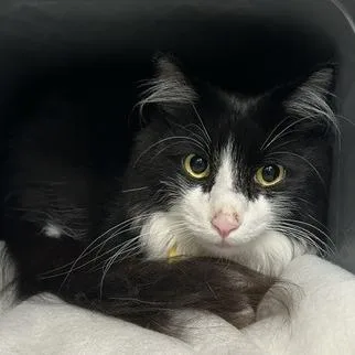 An adult large-sized male Black Domestic Long Hair cat named Sylvester for adoption in Springfield, MA