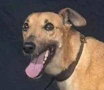 A young large-sized female Greyhound dog named Paw Vessella for adoption in Douglasville, GA